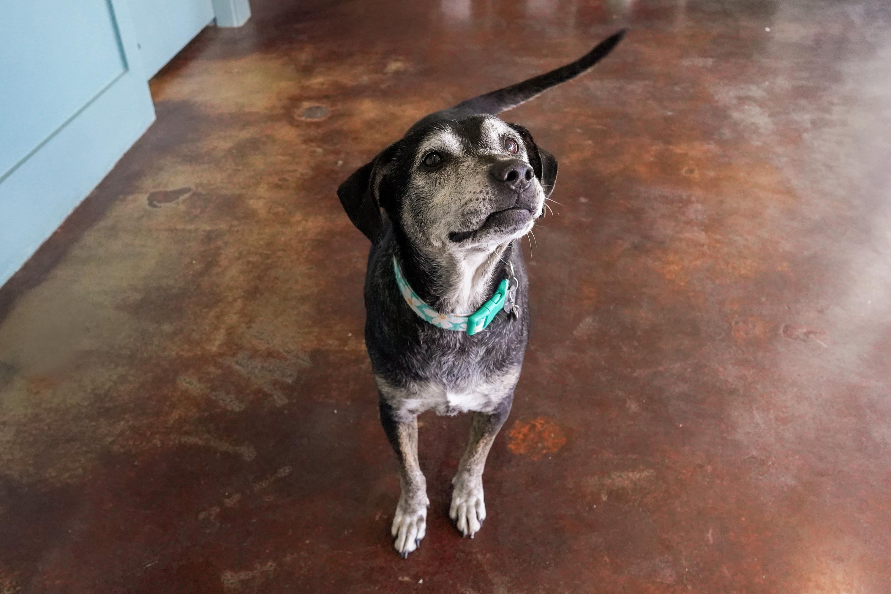 Enlarge Janis, a ADOPTABLE mixed breed in San Antonio, TX image 3/6