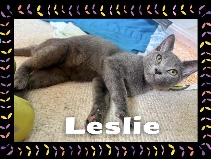 Enlarge Leslie, a Adoptable mixed breed in Gardena, CA image 1/4