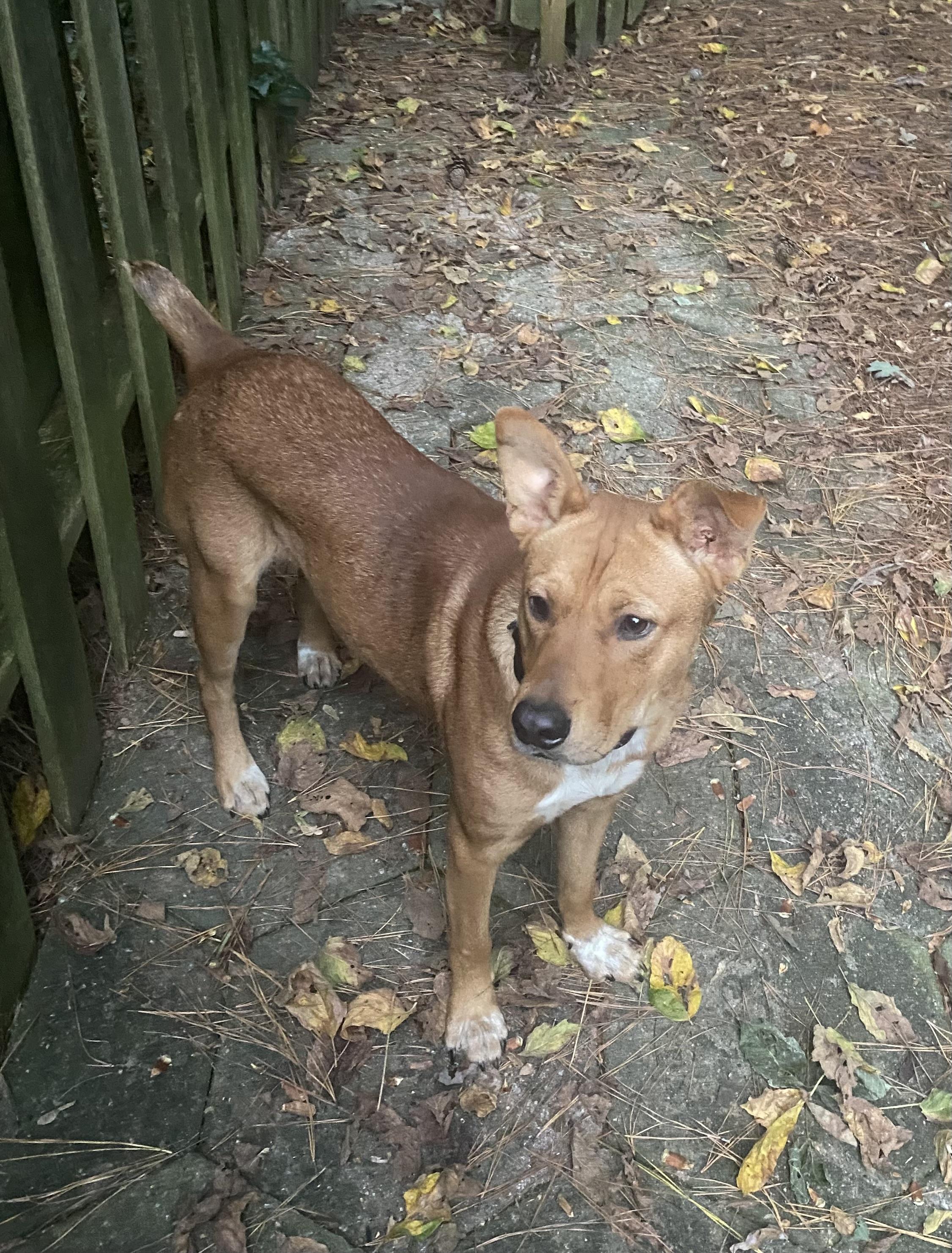 Enlarge Trevor, a Adoptable mixed breed in Port Saint Lucie, FL image 3/6