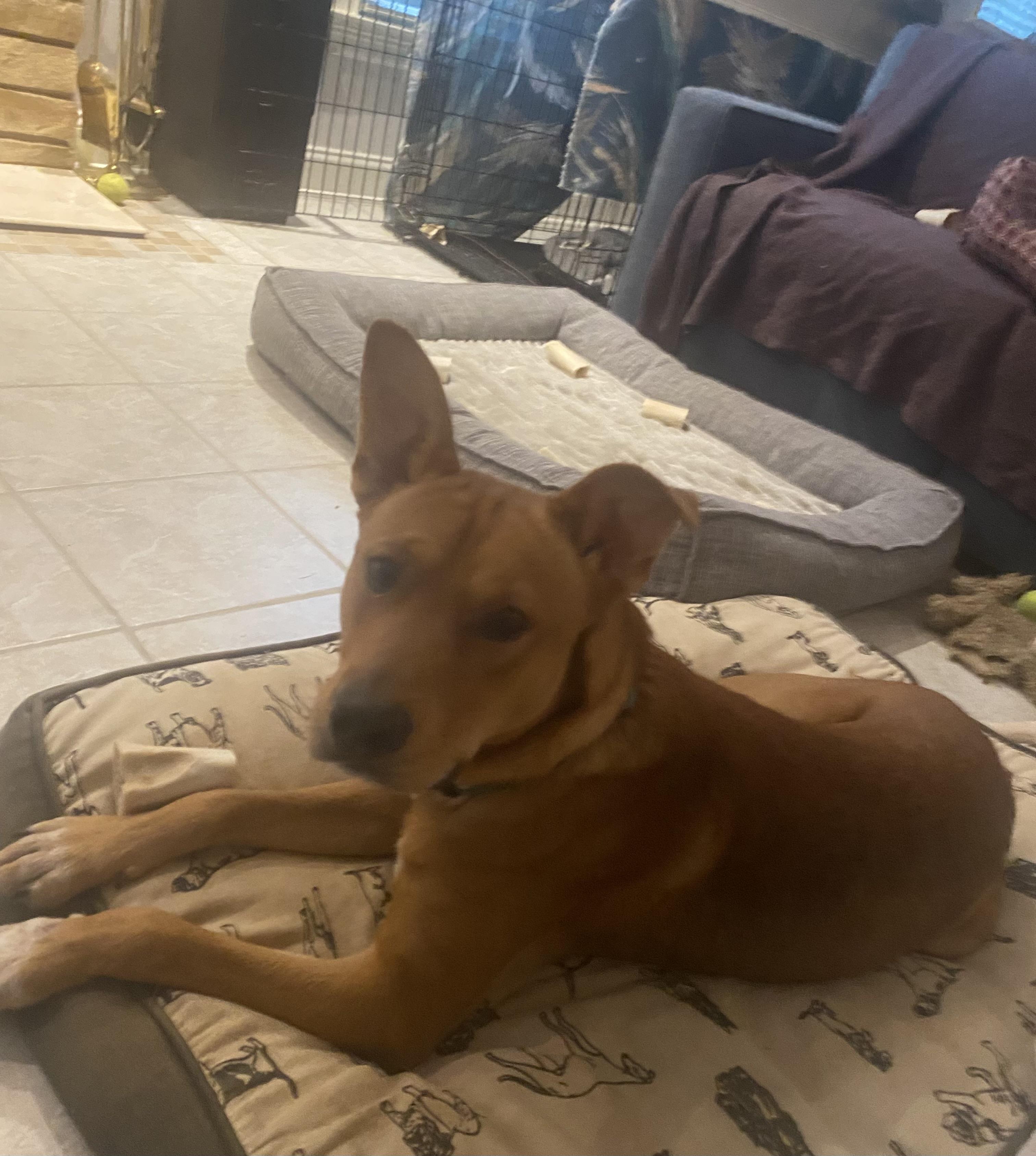 Enlarge Trevor, a Adoptable mixed breed in Port Saint Lucie, FL image 5/6