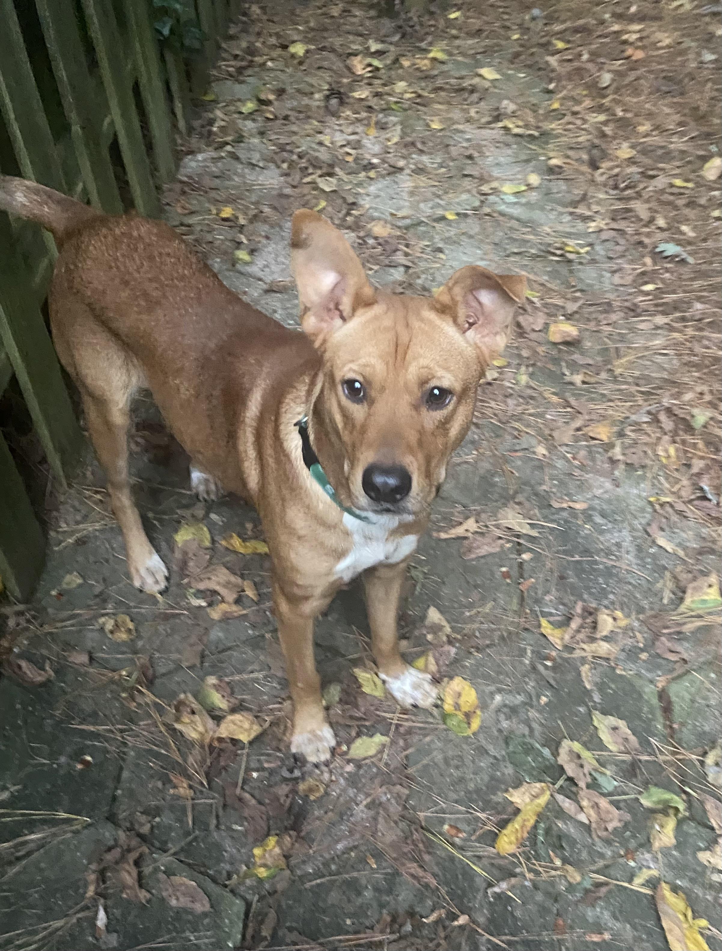 Enlarge Trevor, a Adoptable mixed breed in Port Saint Lucie, FL image 1/6