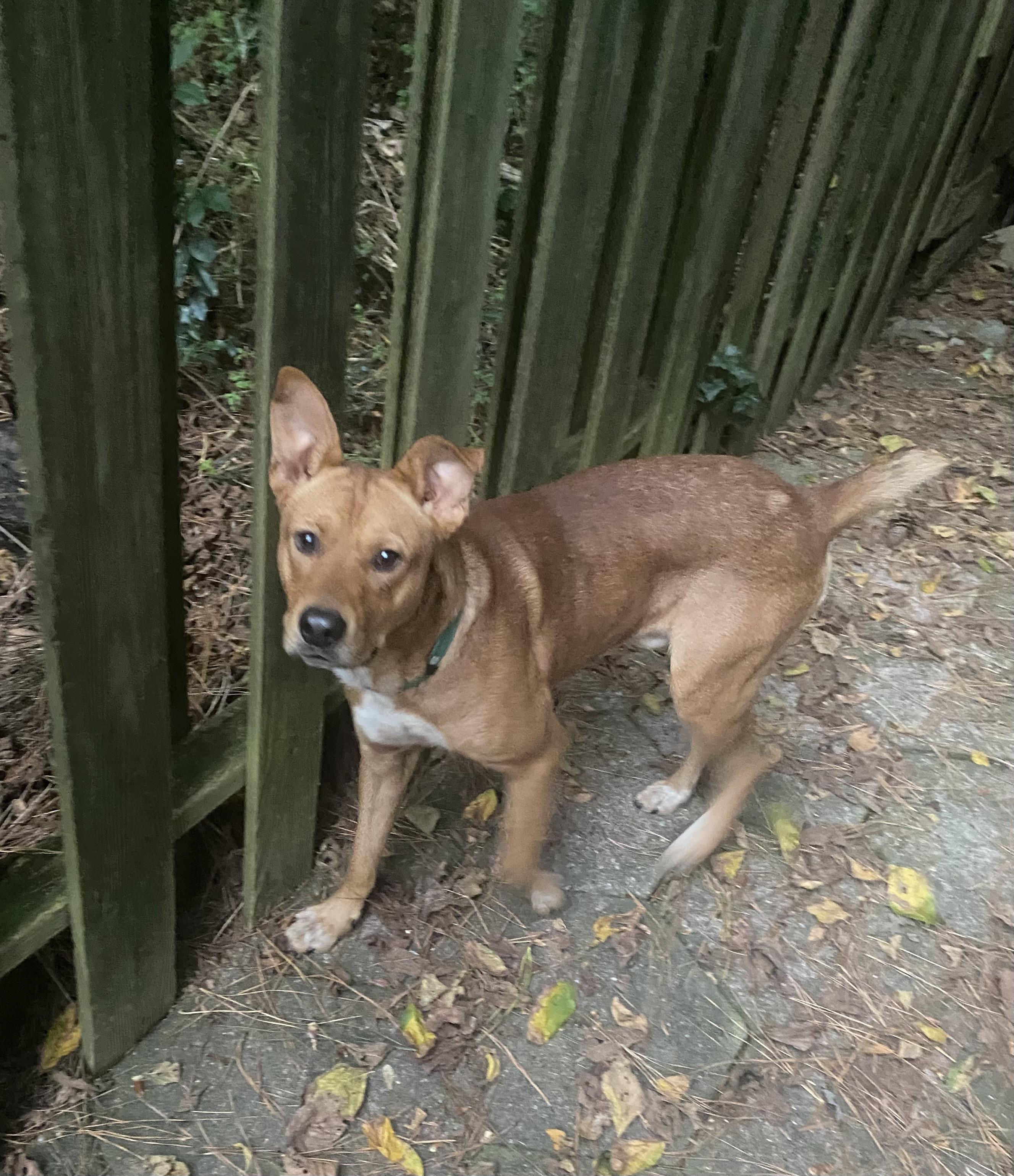 Enlarge Trevor, a Adoptable mixed breed in Port Saint Lucie, FL image 4/6