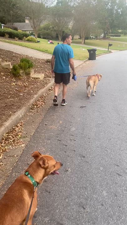 Enlarge Trevor, a Adoptable mixed breed in Port Saint Lucie, FL video 6/6