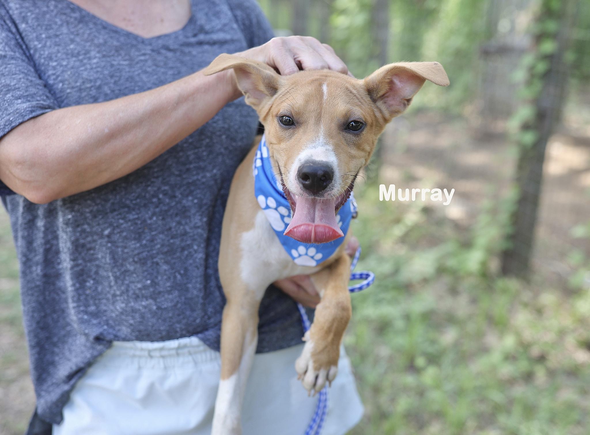 Murray
