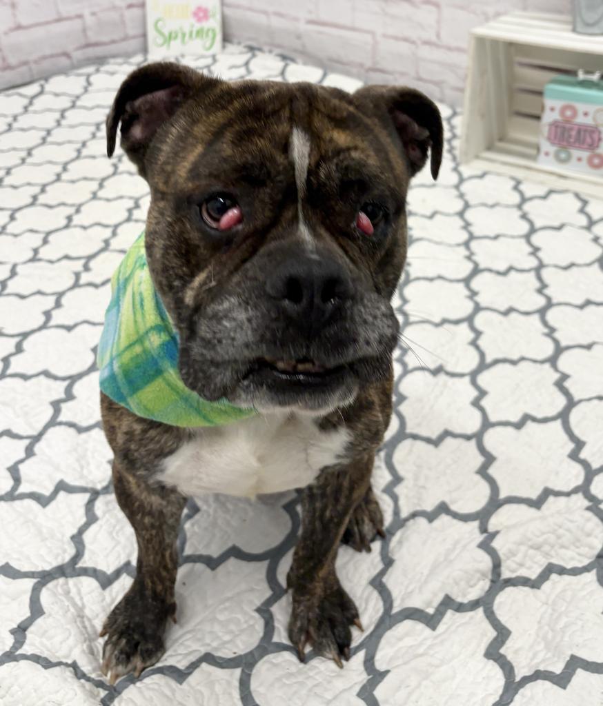 Cardinal, Adoptable, Adult Male English Bulldog & Boxer.