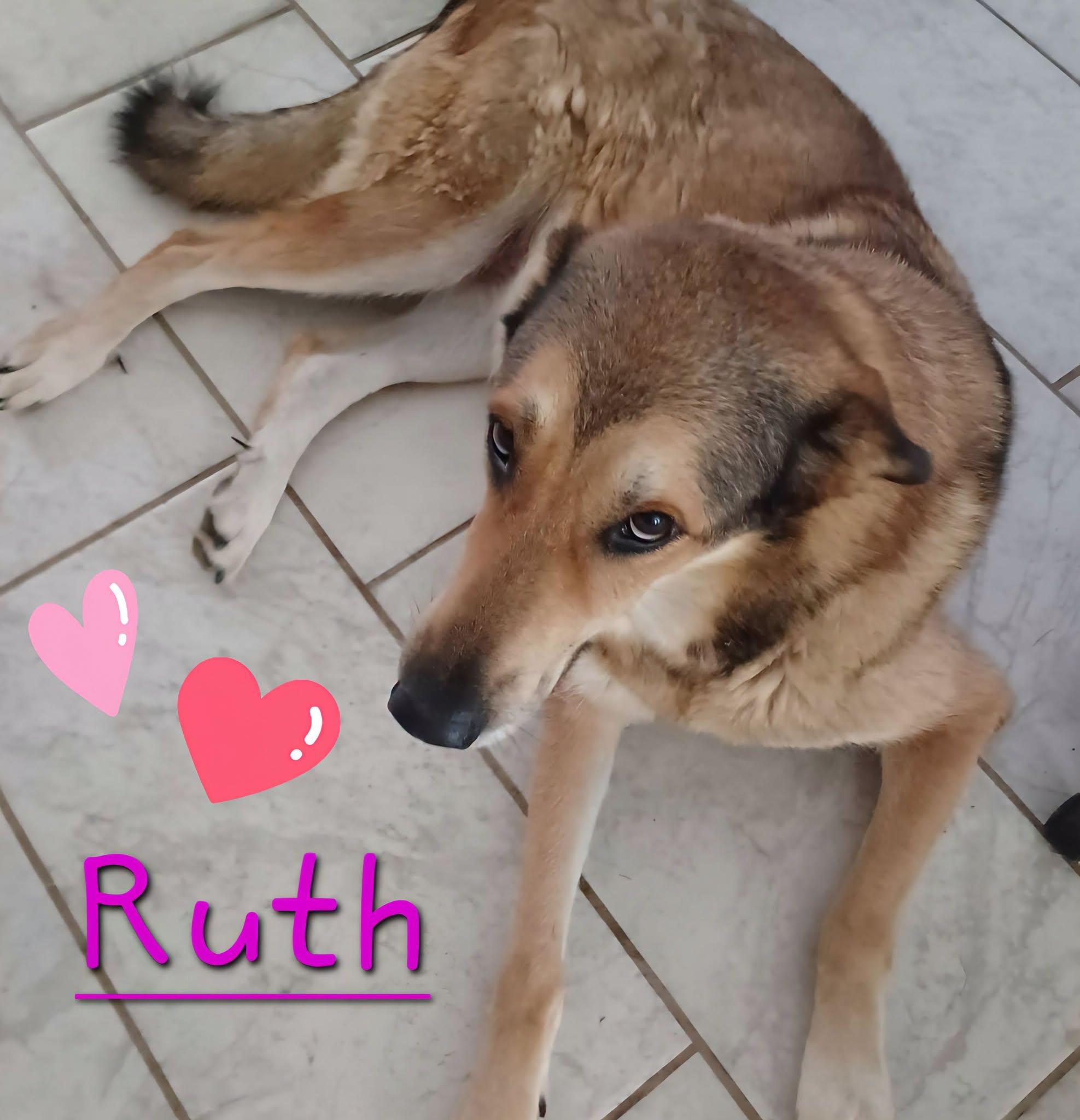Enlarge Ruth, a Adoptable mixed breed in Montague, TX image 1/1