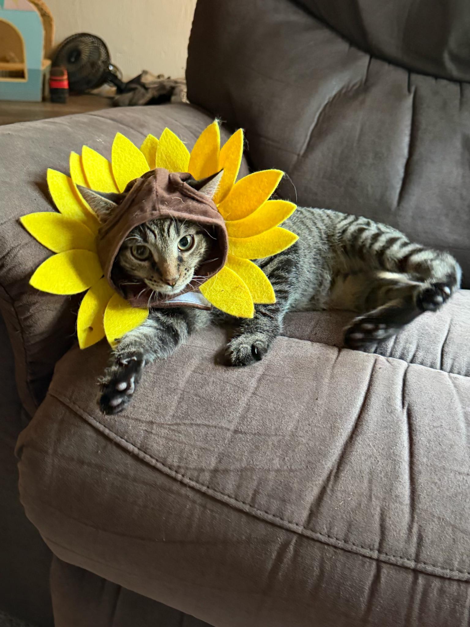 Cinnamon, Adopted, Kitten Male Domestic Short Hair.