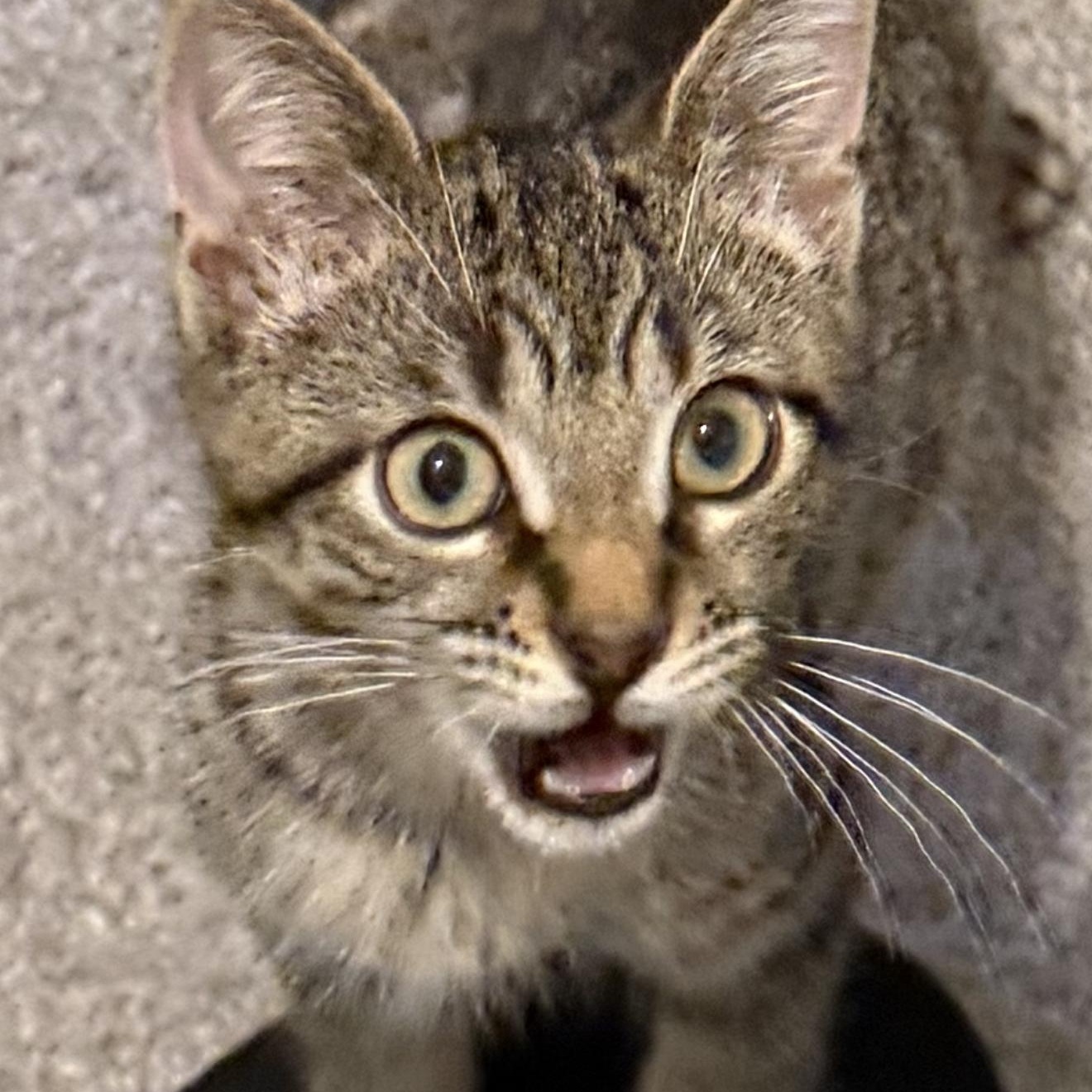 Enlarge Cinnamon, a Adopted Domestic Short Hair in Shaker Heights, OH image 3/6