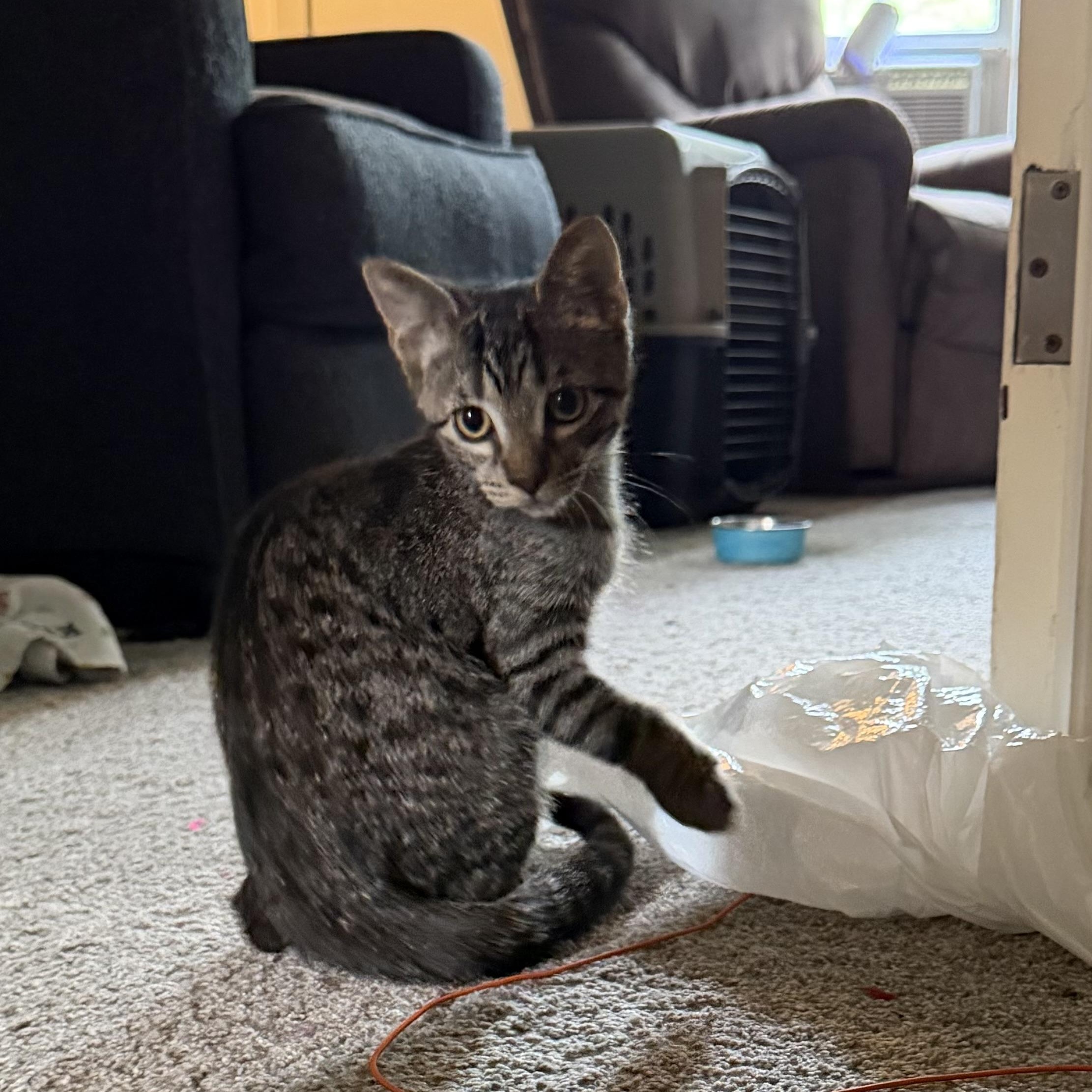 Enlarge Cinnamon, a Adopted Domestic Short Hair in Shaker Heights, OH image 5/6