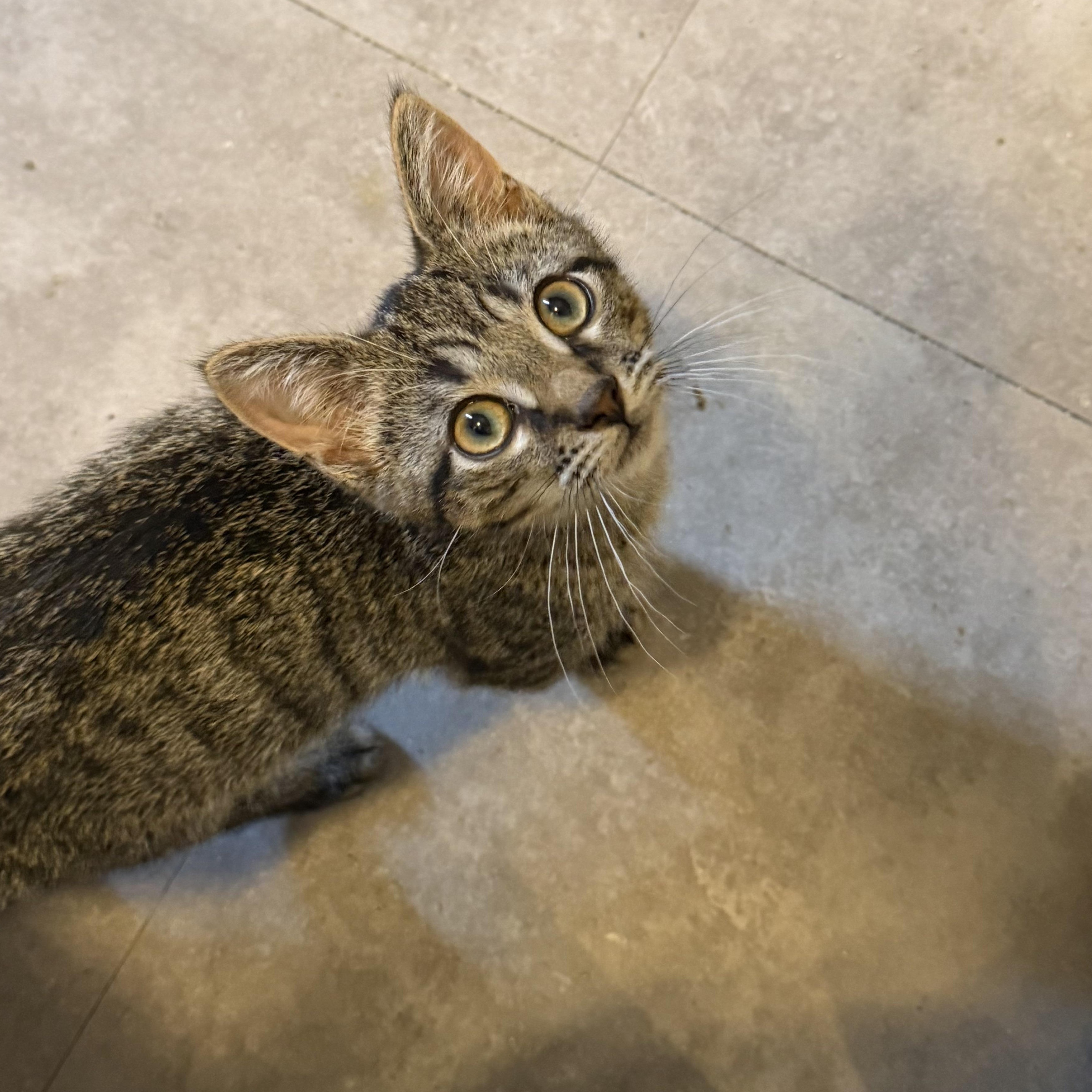 Enlarge Cinnamon, a Adopted Domestic Short Hair in Shaker Heights, OH image 2/6