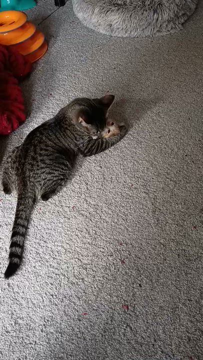 Enlarge Cinnamon, a Adopted Domestic Short Hair in Shaker Heights, OH video 6/6