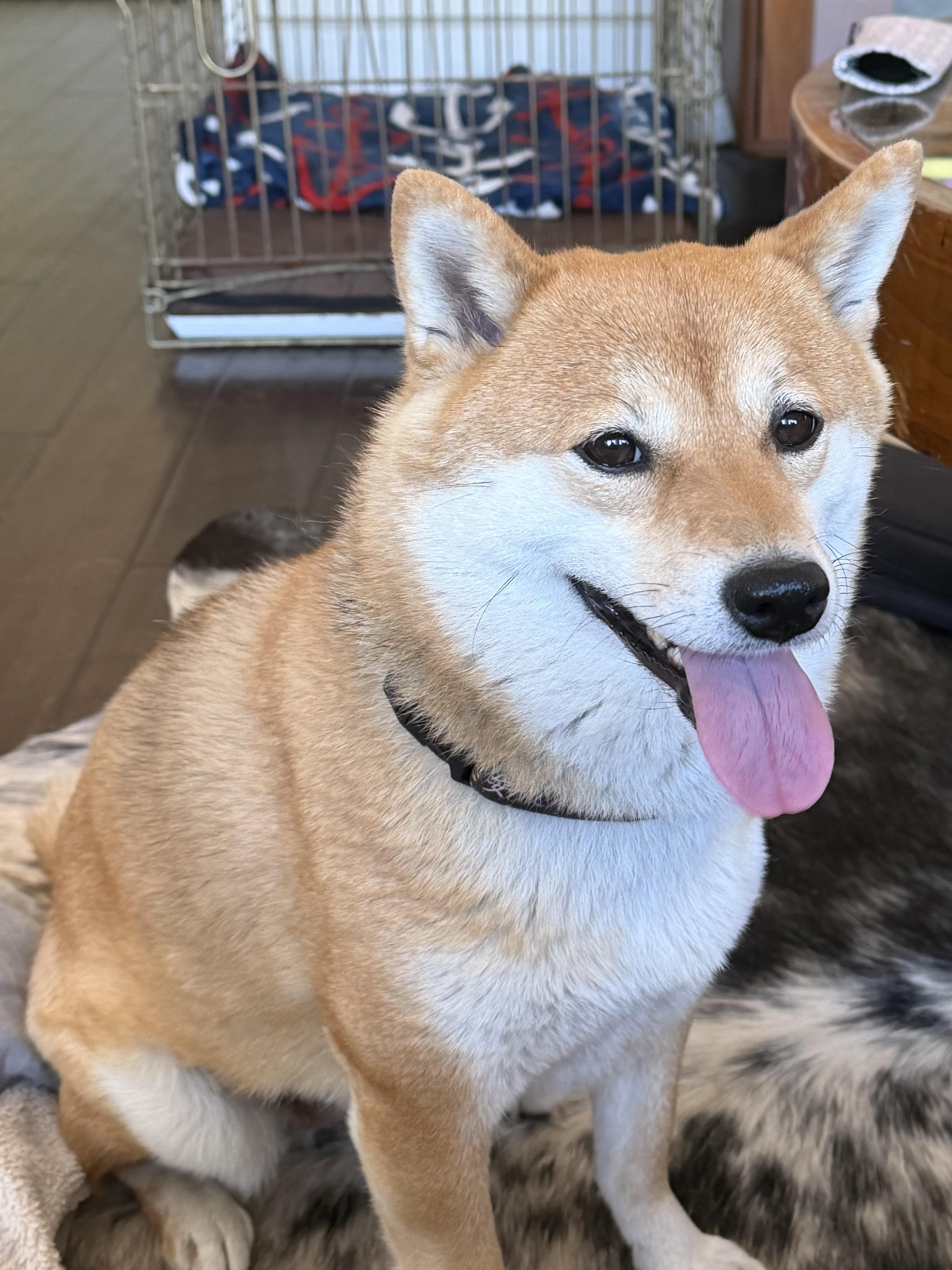 Enlarge Fumi, an adopted Shiba Inu in Huntington beach, CA image 3/4