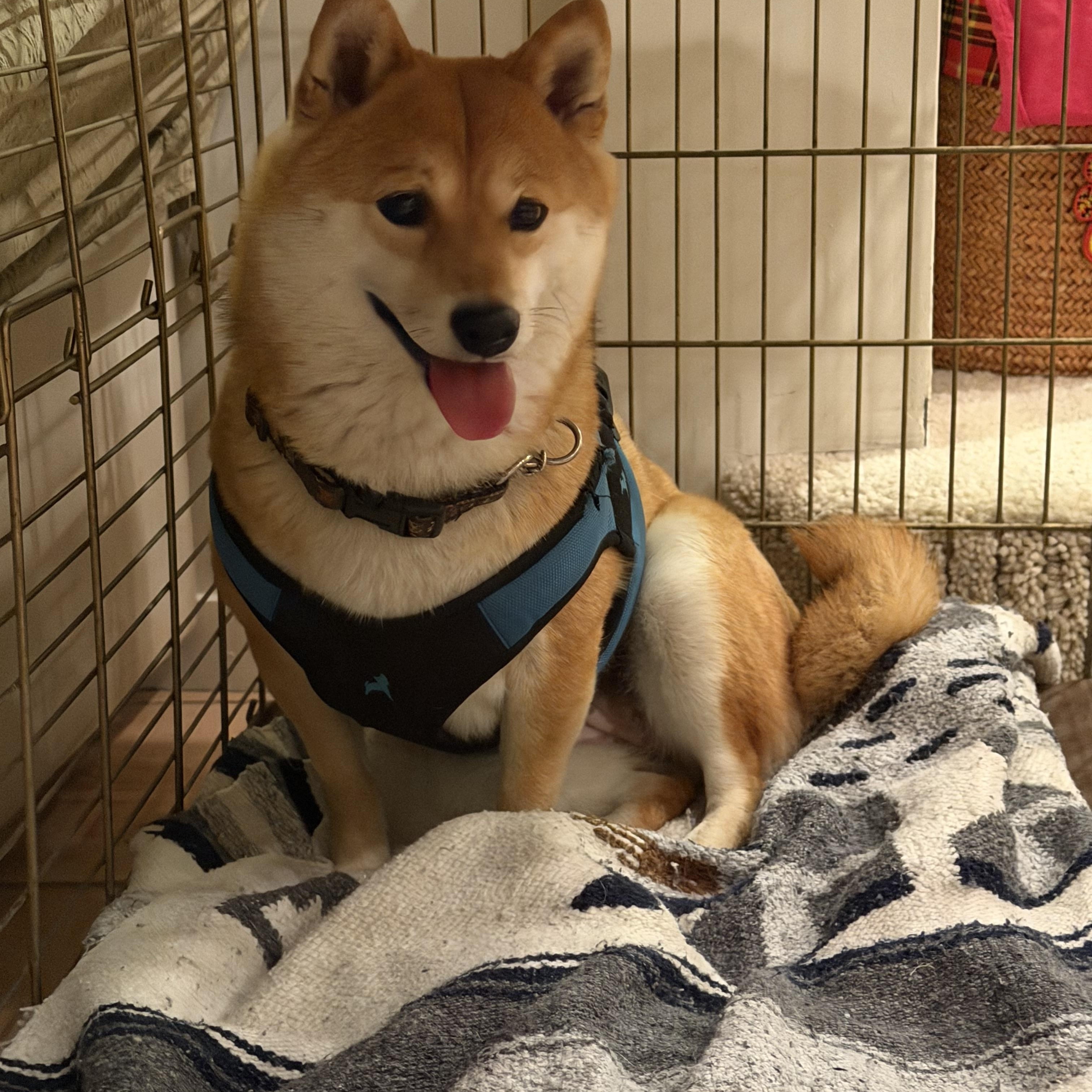 Enlarge Fumi, an adopted Shiba Inu in Huntington beach, CA image 2/4