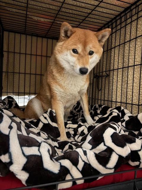 Fumi, adopted, Adult Female Shiba Inu.