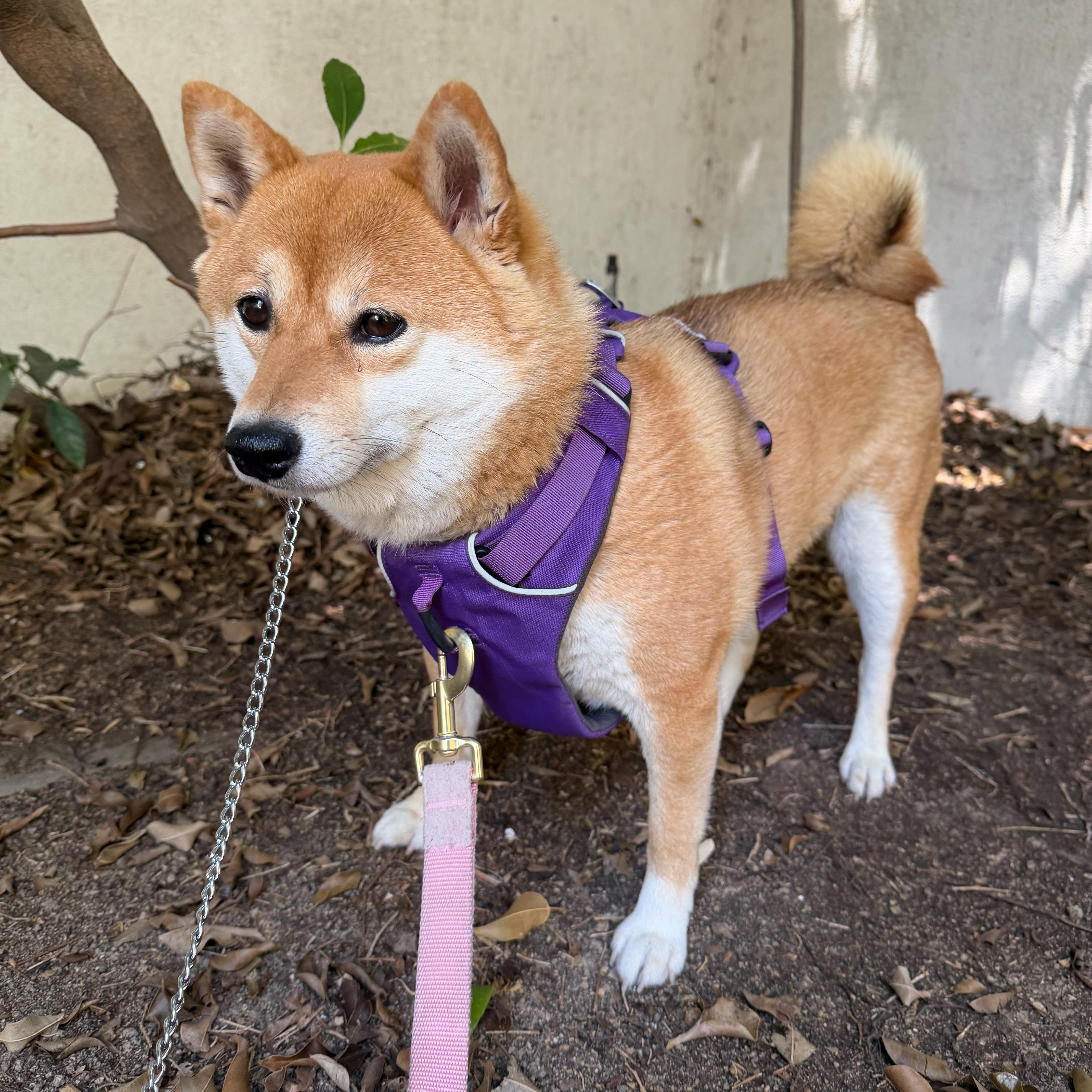 Enlarge Fumi, an adopted Shiba Inu in Huntington beach, CA image 4/4