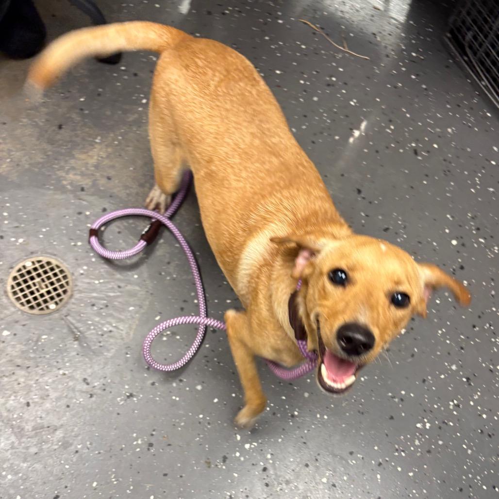Timothee, Adoptable, Young Male Mixed Breed.