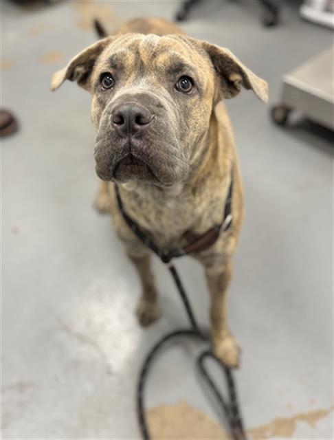 RAVIOLI, Adoptable, Young Female Pit Bull Terrier & Shar-Pei.