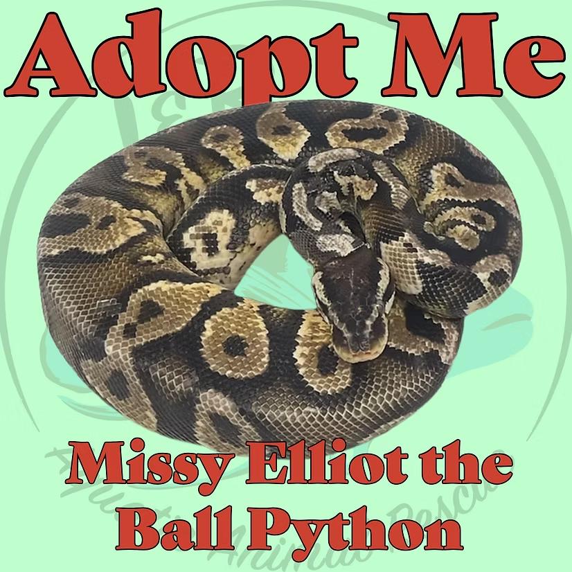 Missy Elliot the Ball Python, Adoptable, Adult Unknown Ball Python.