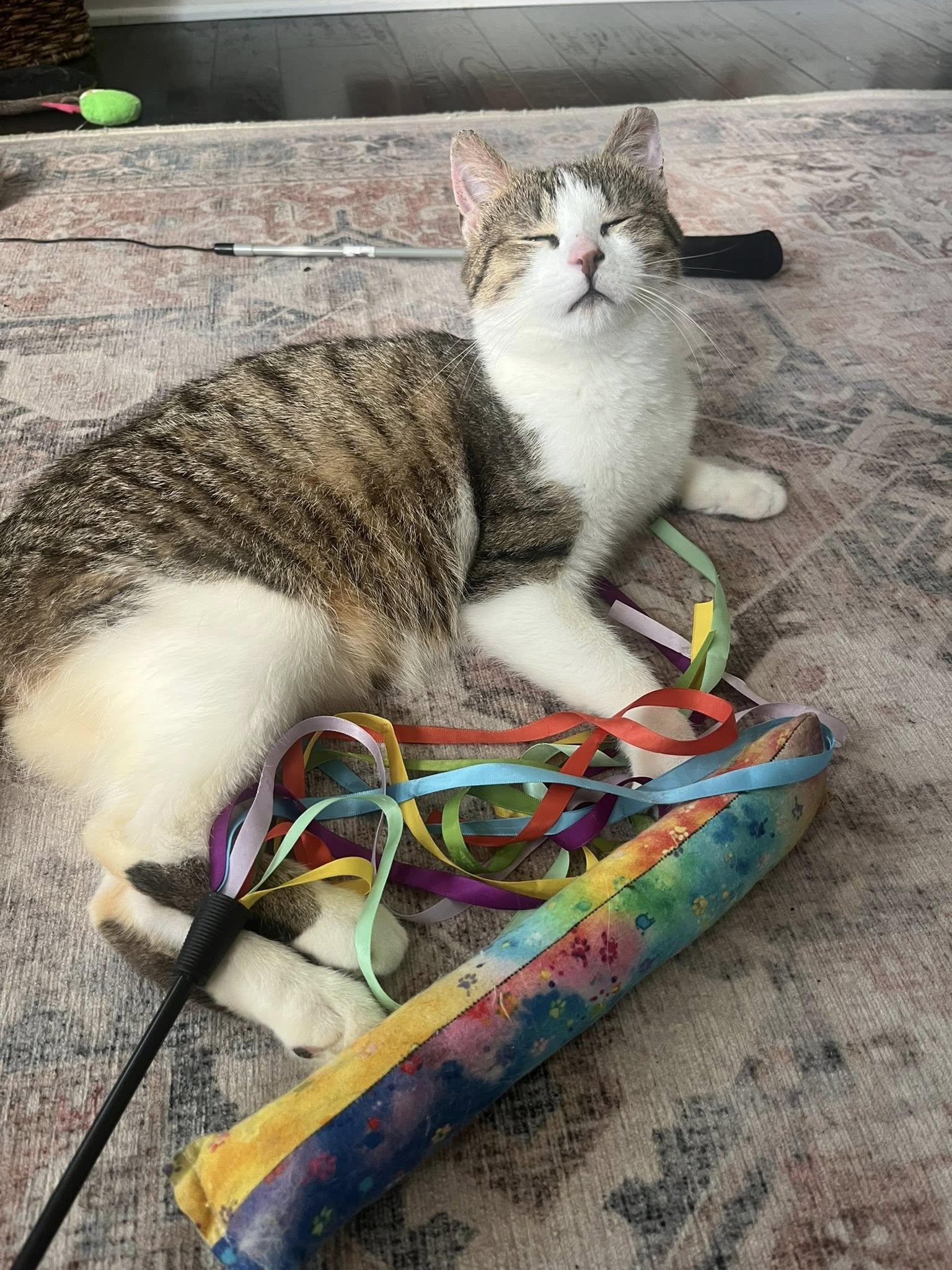 Enlarge Kirby , an adopted Tabby in Independence, OH image 3/5