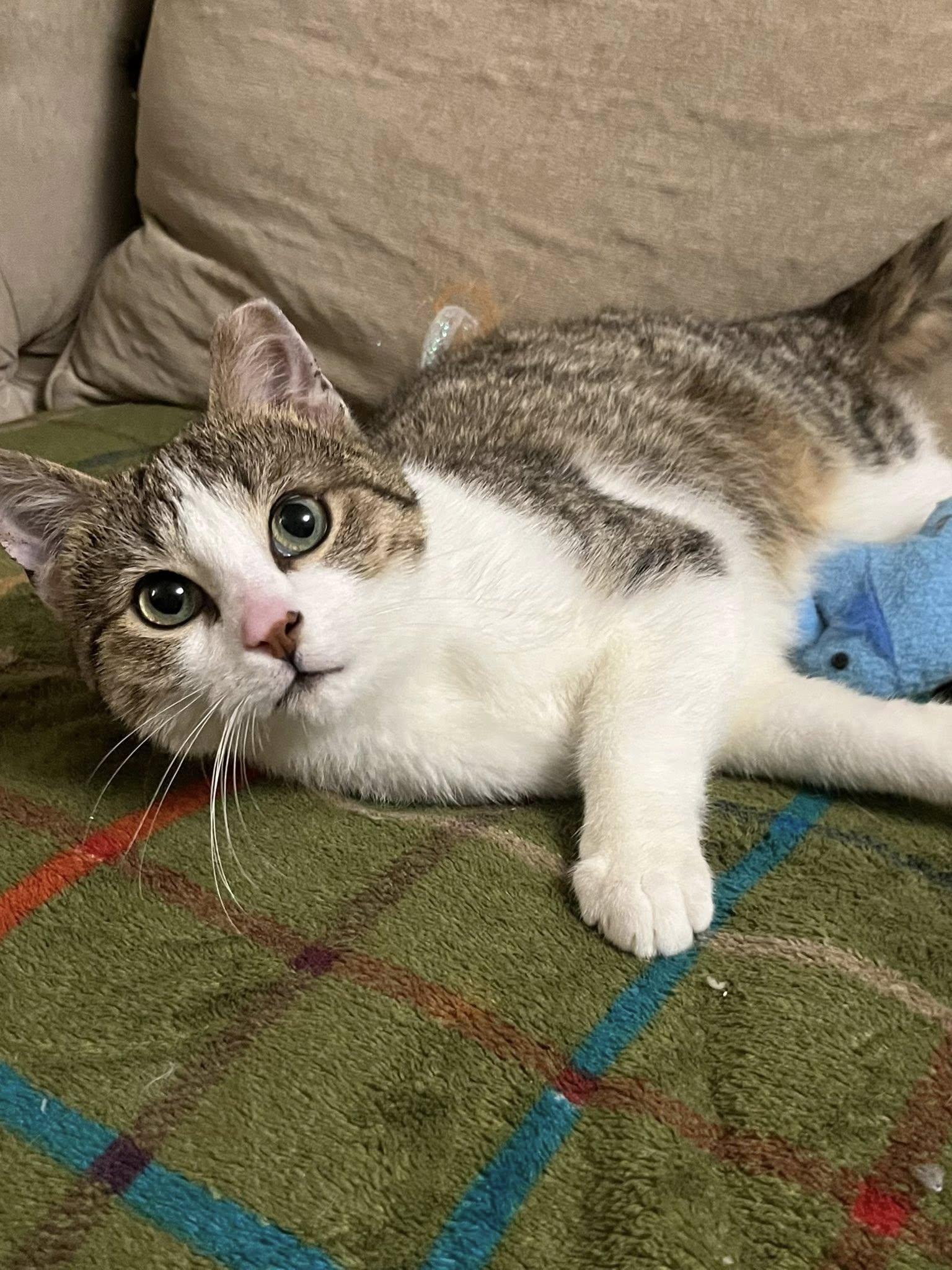 Enlarge Kirby , an adopted Tabby in Independence, OH image 2/5
