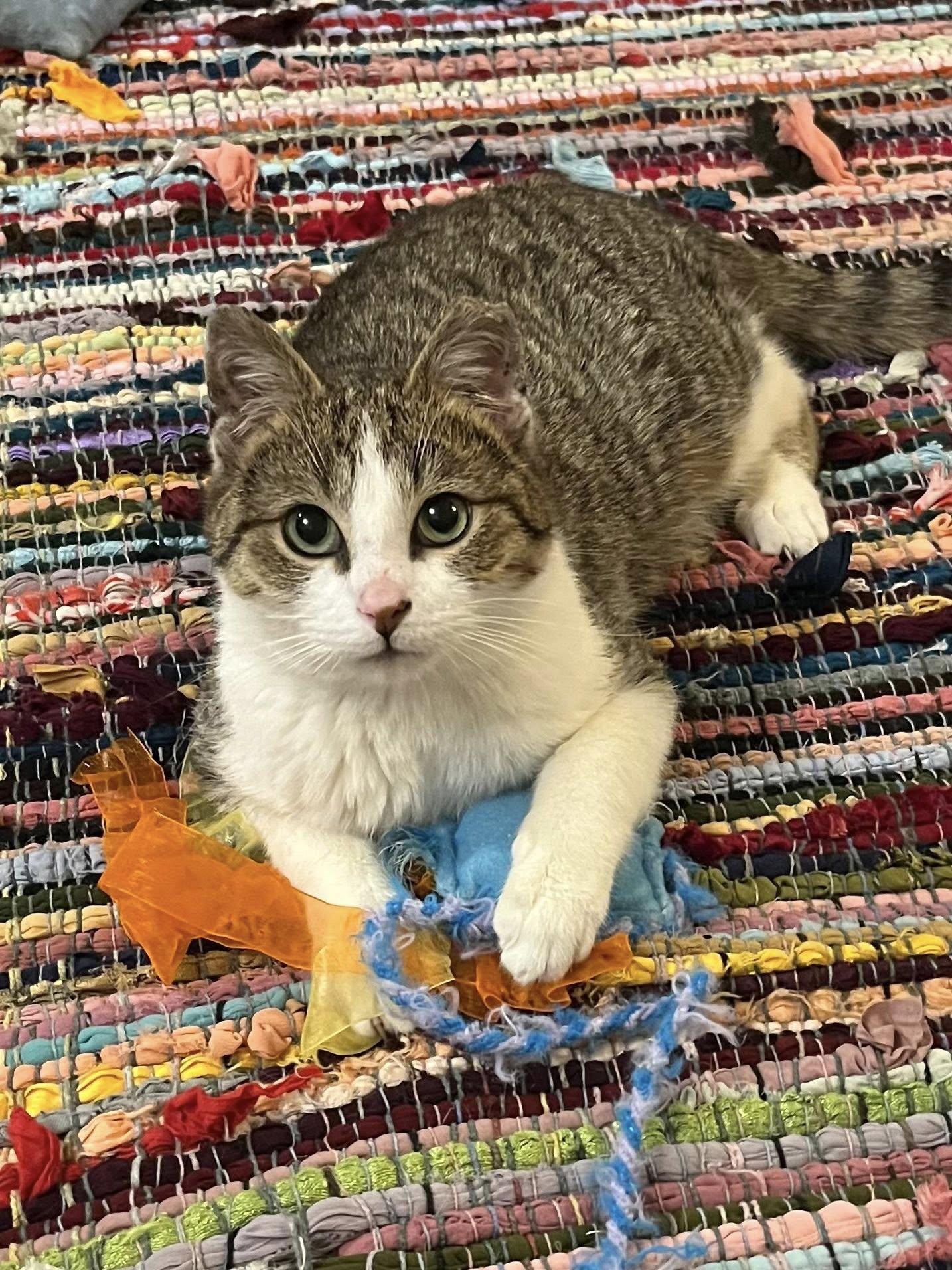 Enlarge Kirby , an adopted Tabby in Independence, OH image 1/5