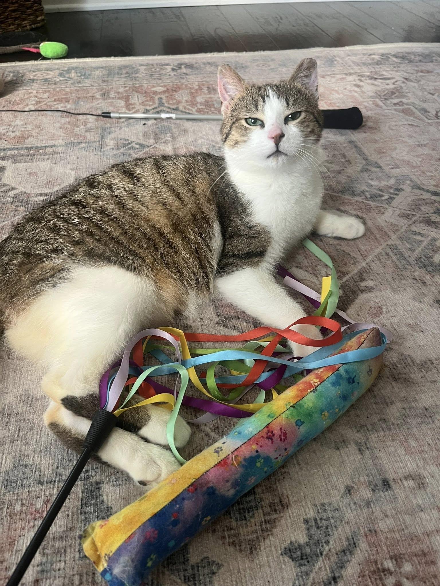 Enlarge Kirby , an adopted Tabby in Independence, OH image 4/5