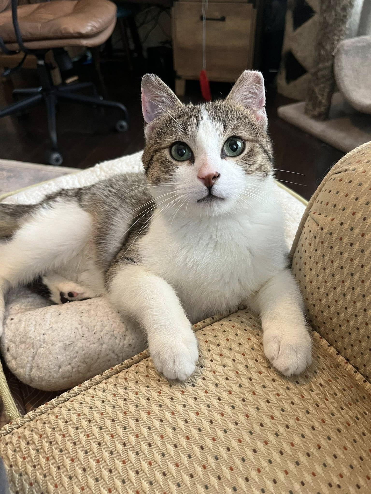 Enlarge Kirby , an adopted Tabby in Independence, OH image 5/5