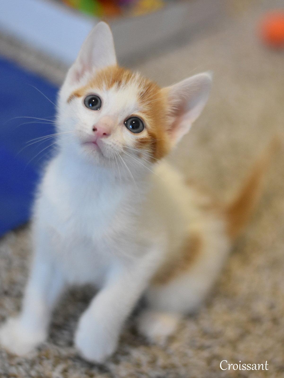 Enlarge Croissant, a Adopted Domestic Medium Hair in Montgomery, TX image 1/3