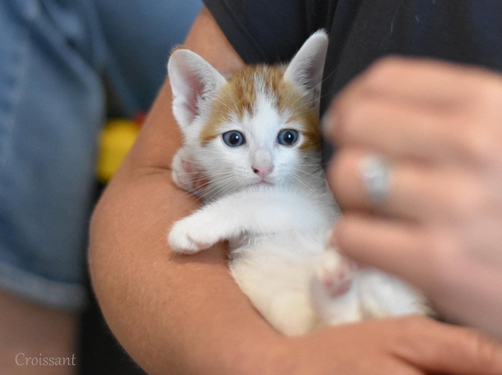 Enlarge Croissant, a Adopted Domestic Medium Hair in Montgomery, TX image 2/3