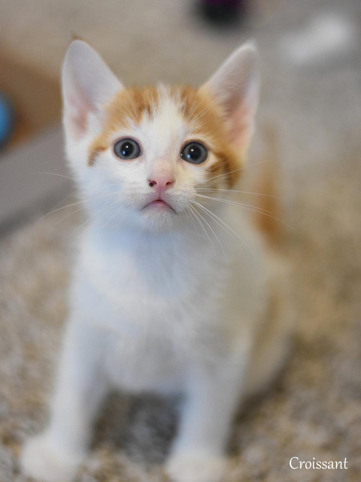 Enlarge Croissant, a Adopted Domestic Medium Hair in Montgomery, TX image 3/3