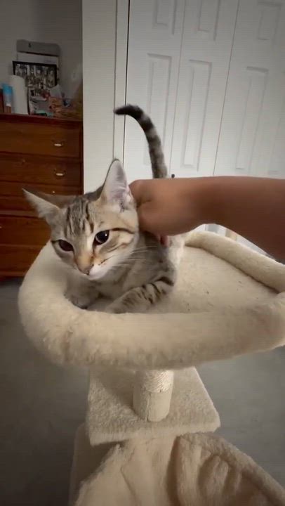 Enlarge Violet - Playful kitten fun, a Adoptable Domestic Short Hair in Hales Corners, WI video 2/6