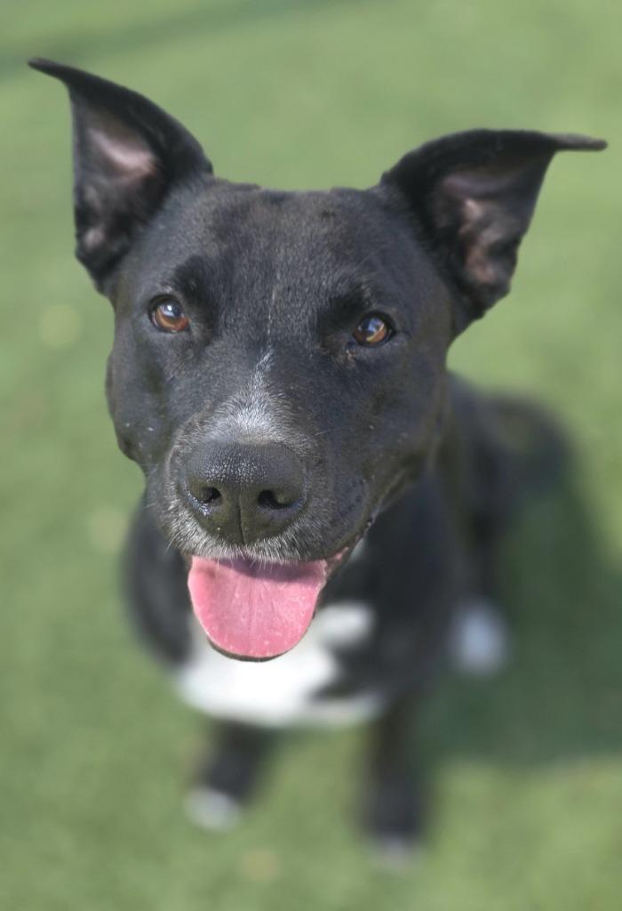 Enlarge Carly, a Adoptable Pit Bull Terrier in Little Elm, TX image 1/3