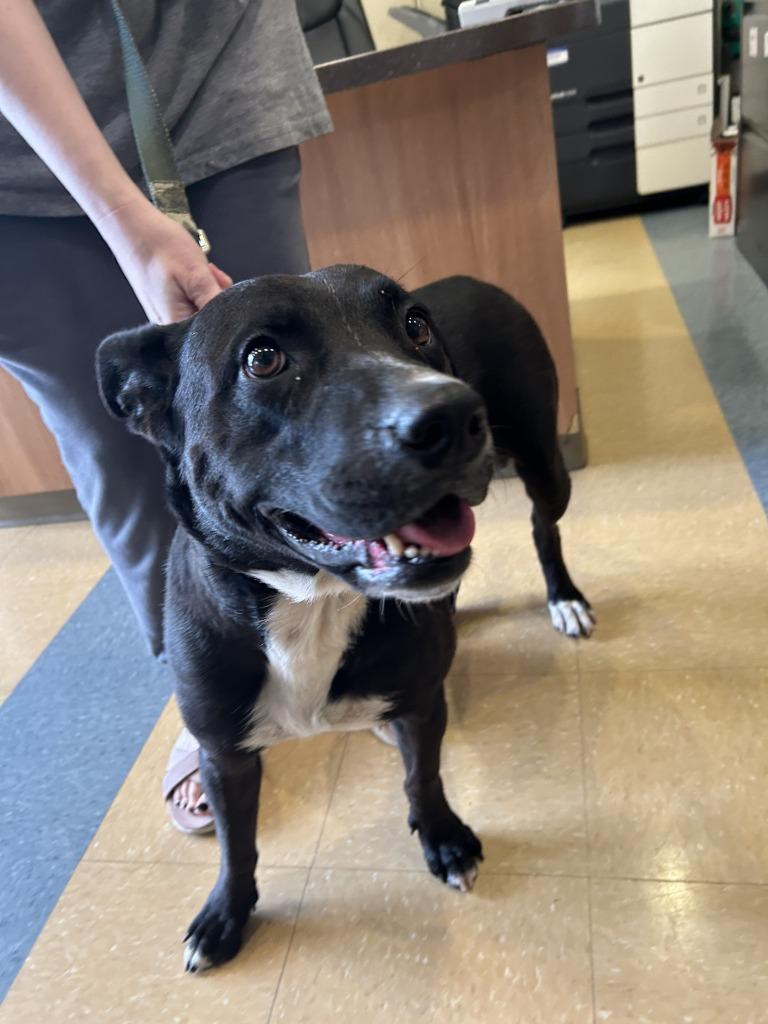 Enlarge Carly, a Adoptable Pit Bull Terrier in Little Elm, TX image 2/3