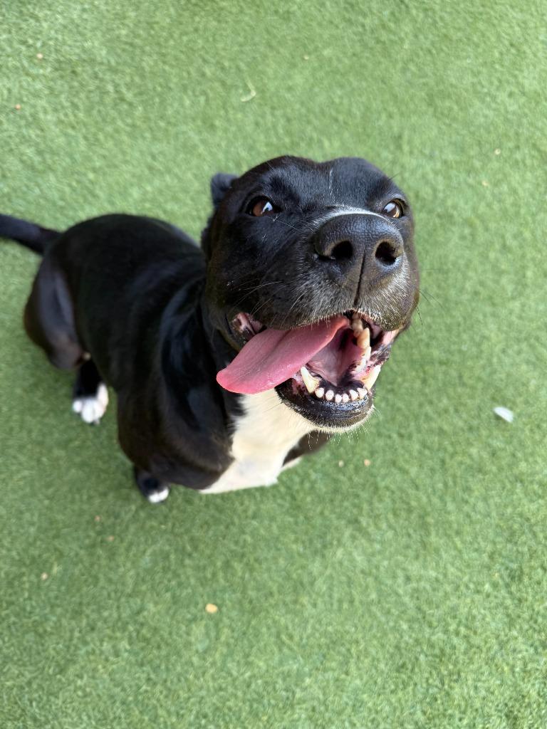 Enlarge Carly, a Adoptable Pit Bull Terrier in Little Elm, TX image 3/3