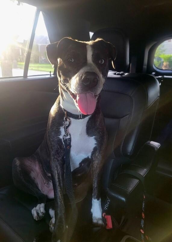 Lane Boots the Snuggly Couch Dog