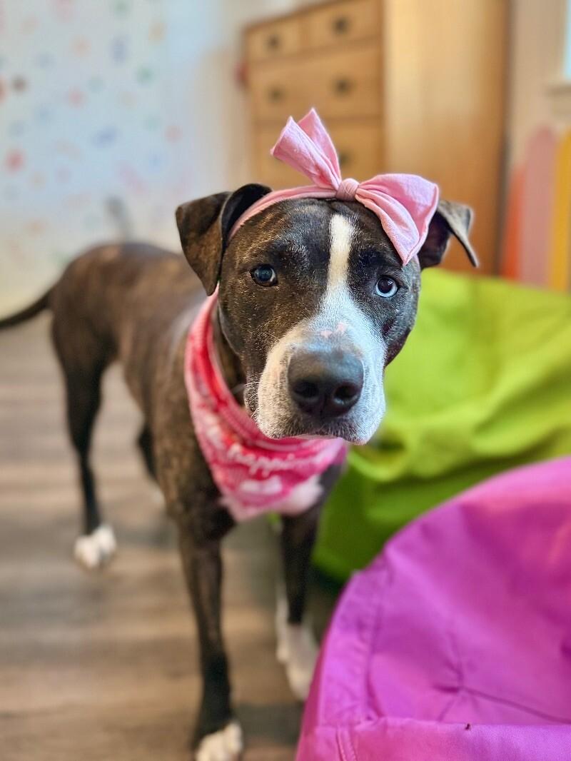 Lane Boots the Snuggly Couch Dog — thumbnail 2