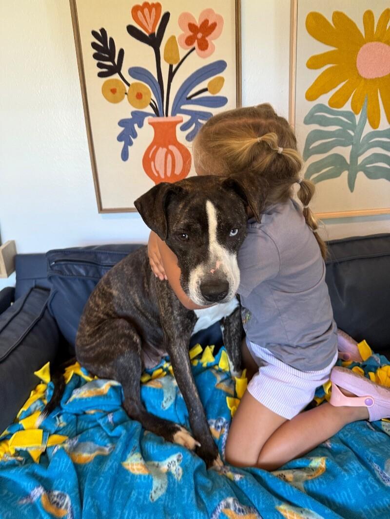 Lane Boots the Snuggly Couch Dog — thumbnail 5