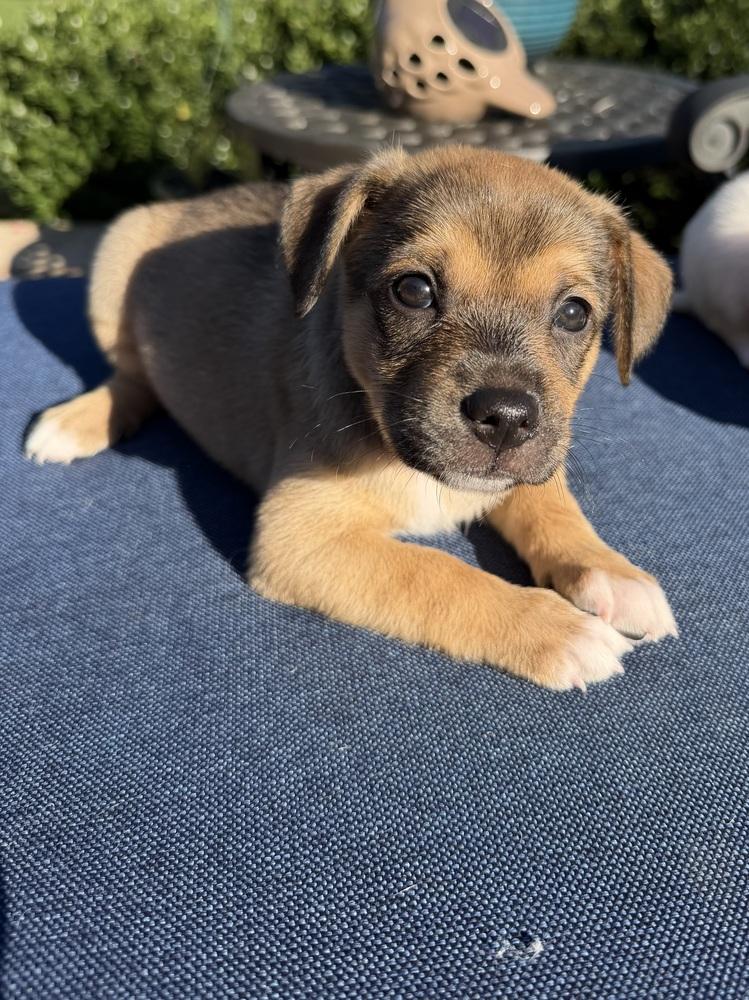 Enlarge Poppy, a Adoptable mixed breed in Willingboro, NJ image 1/6