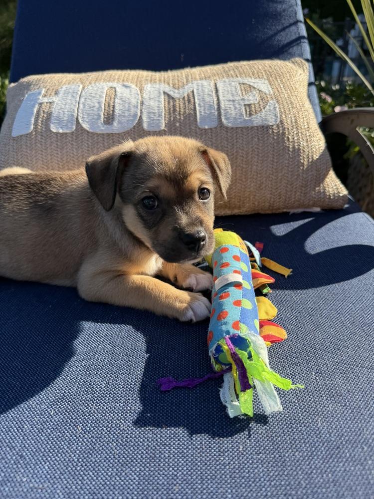 Enlarge Poppy, a Adoptable mixed breed in Willingboro, NJ image 2/6