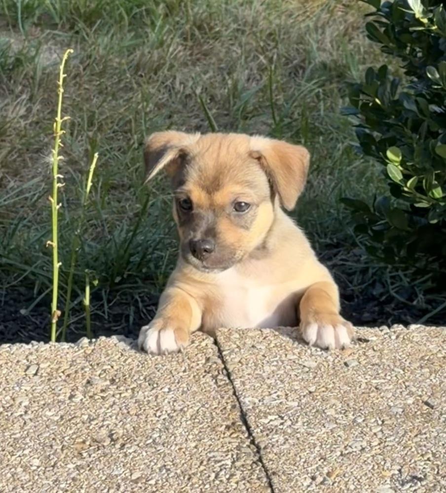 Enlarge Poppy, a Adoptable mixed breed in Willingboro, NJ image 5/6