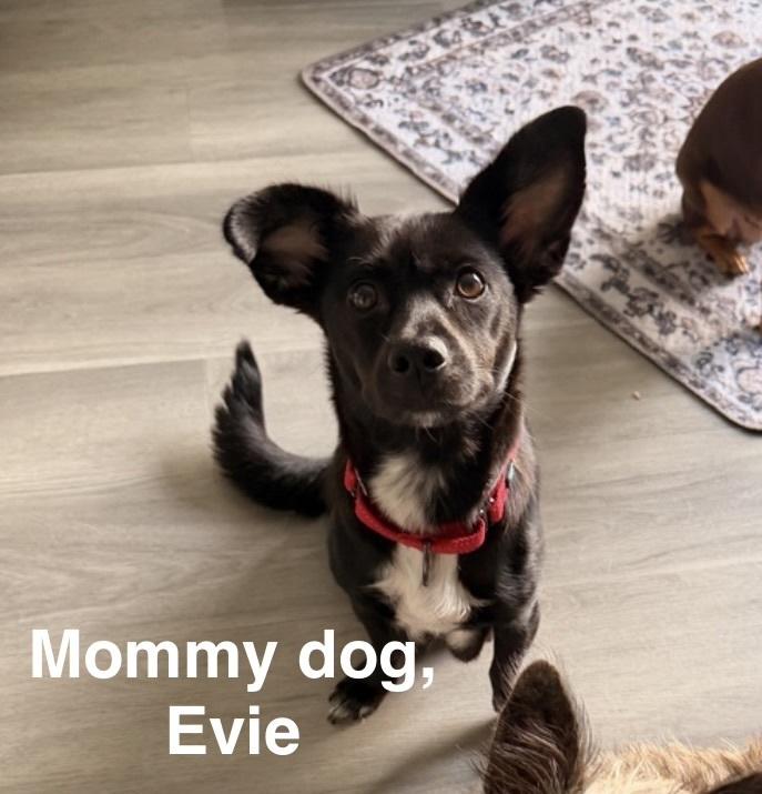Enlarge Poppy, a Adoptable mixed breed in Willingboro, NJ image 6/6