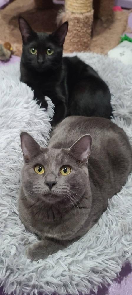 Enlarge Diamond, a Adoptable mixed breed in Vancouver, WA image 1/2