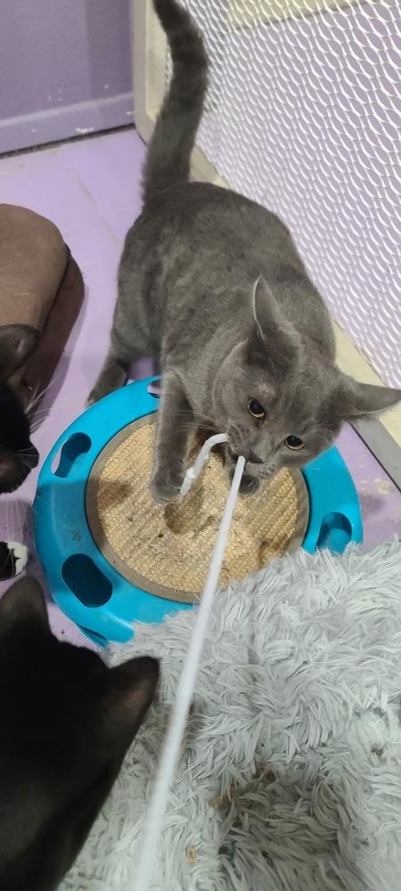 Diamond, Adoptable, Kitten Female Domestic Short Hair.