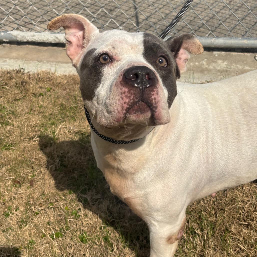 Rutabaga — thumbnail 2