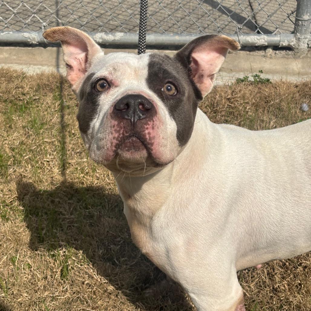 Rutabaga — thumbnail 3