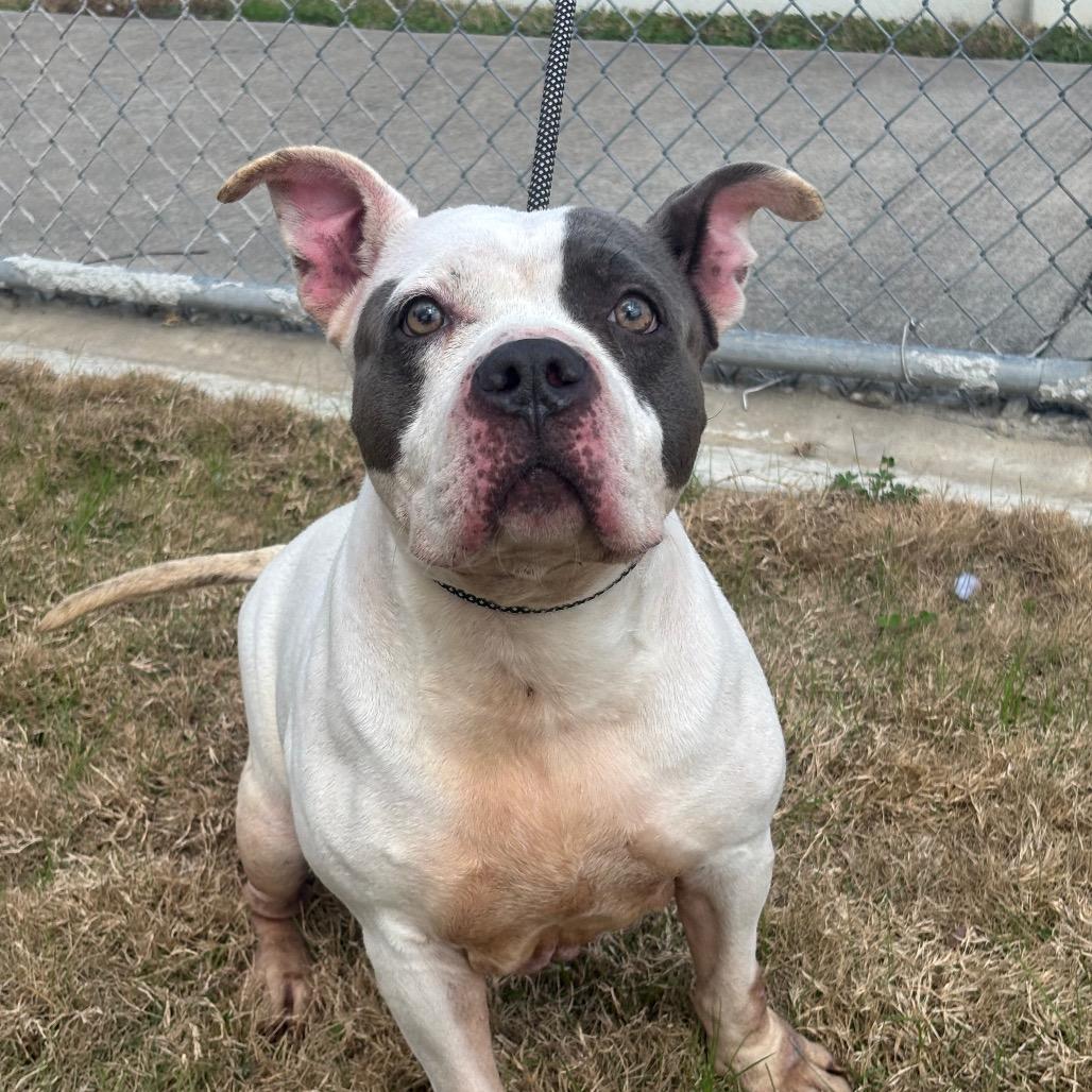 Rutabaga — thumbnail 4