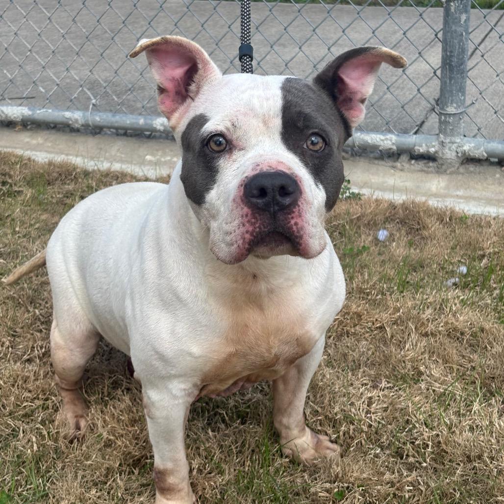 Rutabaga — thumbnail 5