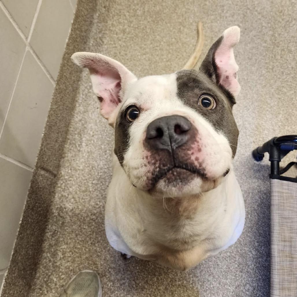 Rutabaga — thumbnail 6