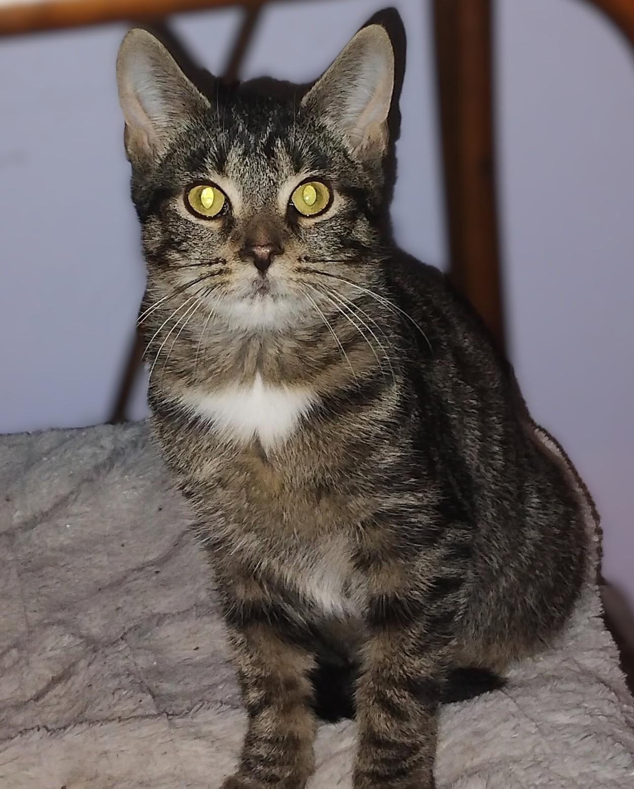 Enlarge Geena, a Adopted Tabby in Hamilton, ON image 1/3