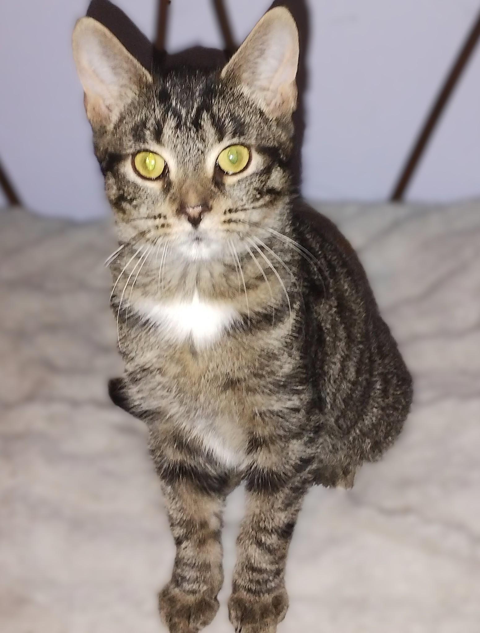 Enlarge Geena, a Adopted Tabby in Hamilton, ON image 3/3